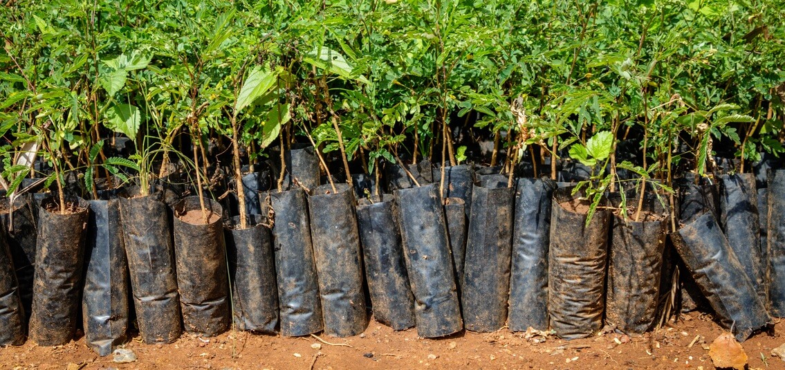 plants in bags